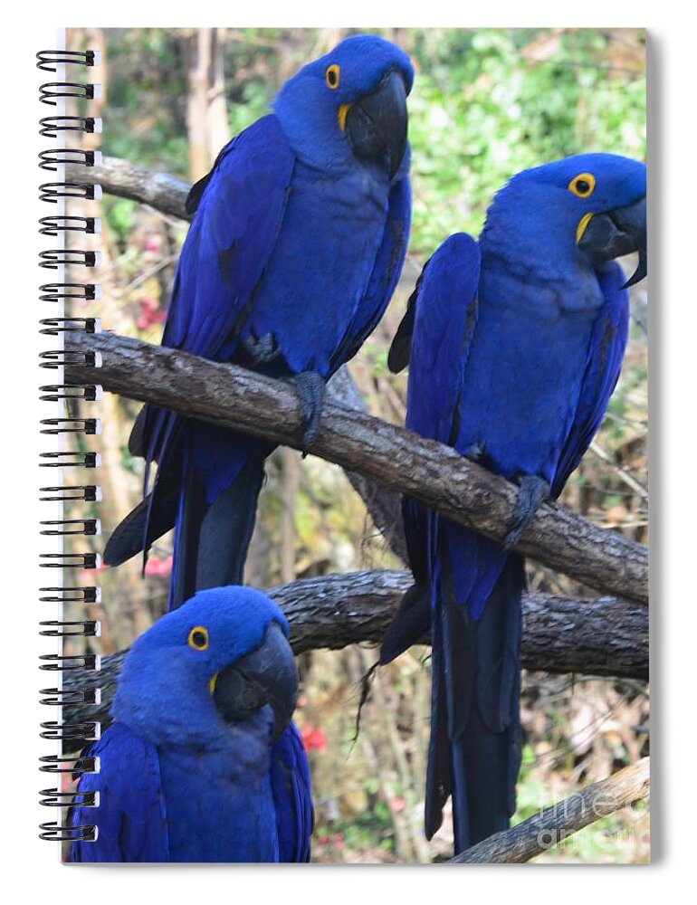Mac-caw Spiral Notebook featuring the photograph Three Pals by Kathleen Struckle