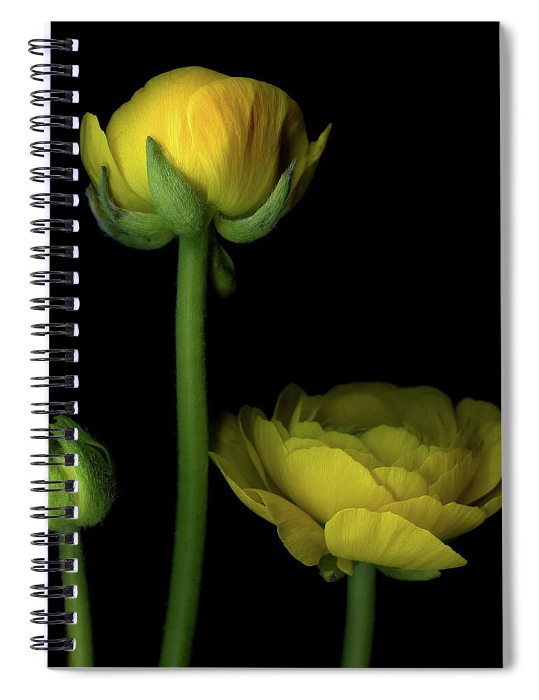 Bud Spiral Notebook featuring the photograph Three Stages by Photograph By Magda Indigo
