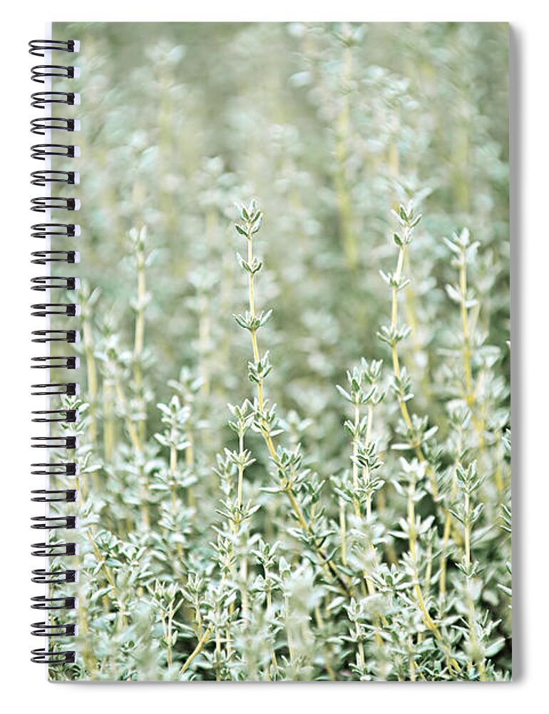 Thyme Spiral Notebook featuring the photograph Thyme by Elena Elisseeva