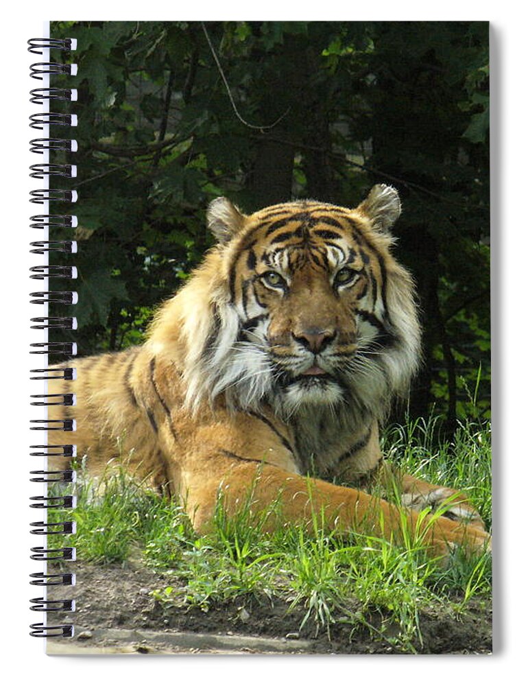 Siberian Tiger Spiral Notebook featuring the photograph Tiger at rest by Lingfai Leung