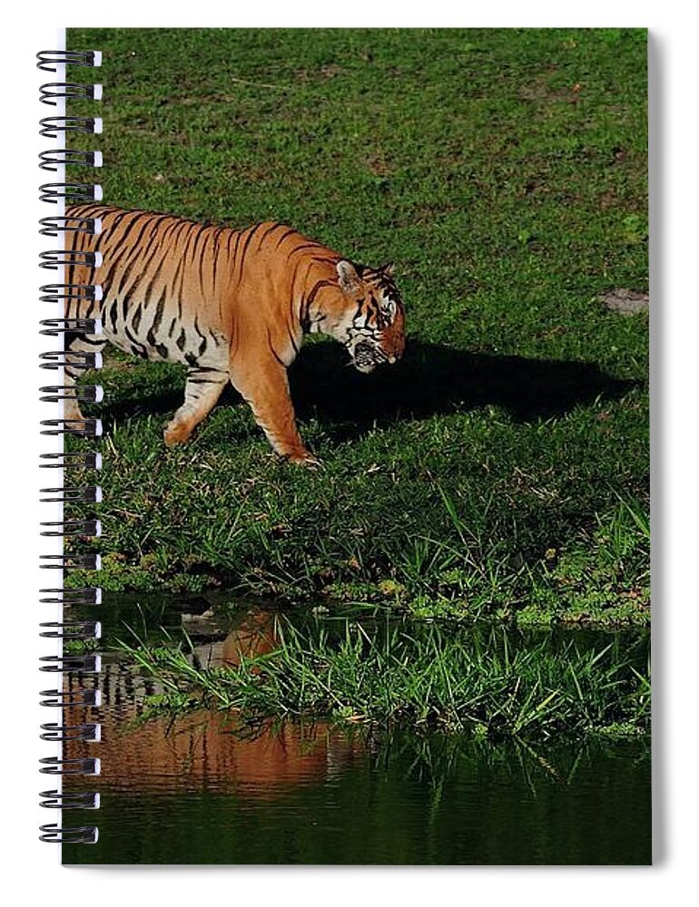 Shadow Spiral Notebook featuring the photograph Tiger by From Rajani, Lend And Glare