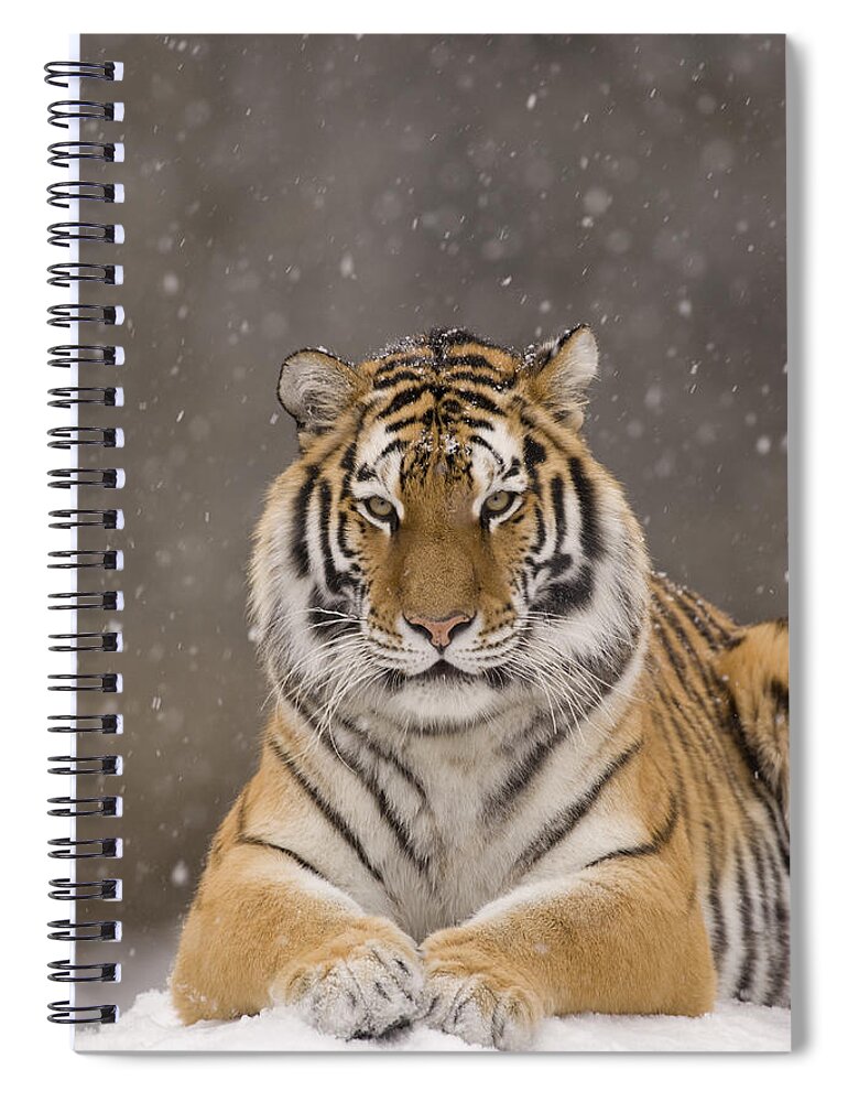 535778 Spiral Notebook featuring the photograph Tiger Portrait In Snowfall by Steve Gettle
