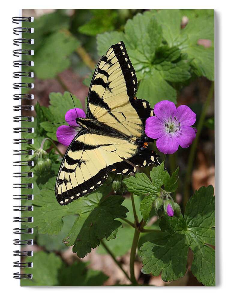 Tiger Swallowtail Butterfly On Geranium Spiral Notebook featuring the photograph Tiger Swallowtail Butterfly On Geranium by Daniel Reed