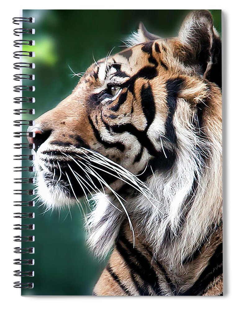Dublin Spiral Notebook featuring the photograph Tiger by Victor Walsh Photography