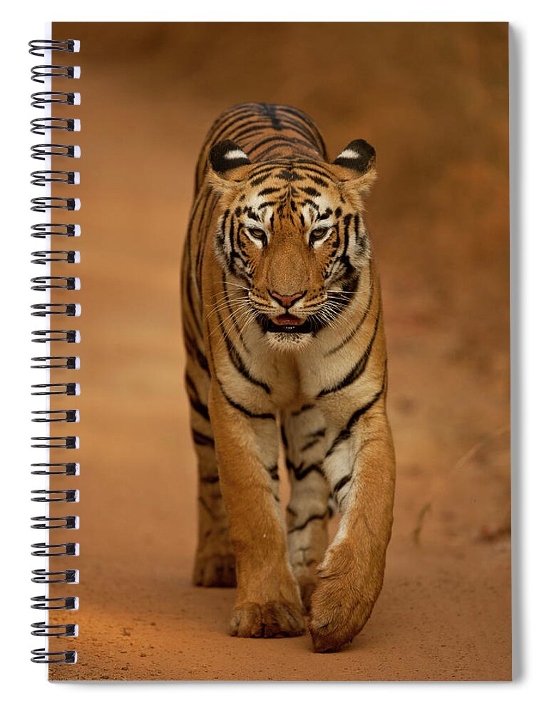 Animal Themes Spiral Notebook featuring the photograph Tigress Walking On Forest Track by Ab Apana