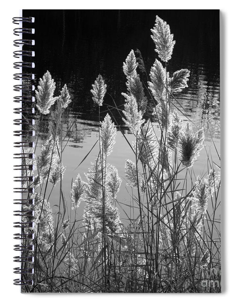 Pampas Grass Spiral Notebook featuring the photograph Till Next Year by Ann Horn