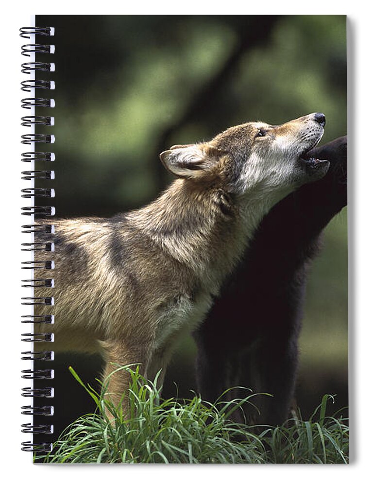Feb0514 Spiral Notebook featuring the photograph Timber Wolf Pups Howling by Gerry Ellis