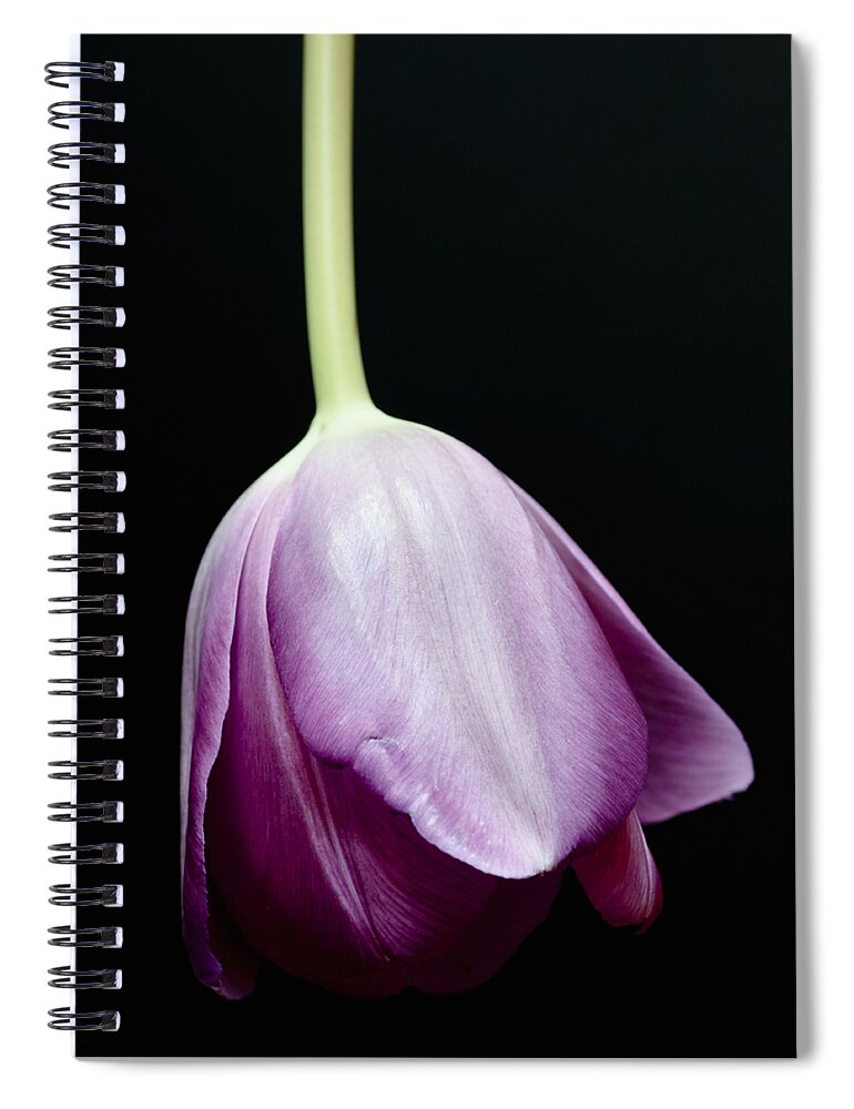 Black Background Spiral Notebook featuring the photograph Tipped Tulip by Christi Kraft