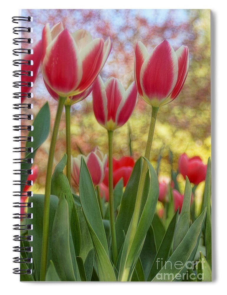 Tulips Spiral Notebook featuring the photograph Tiptoe Through The Tulips... by Peggy Hughes
