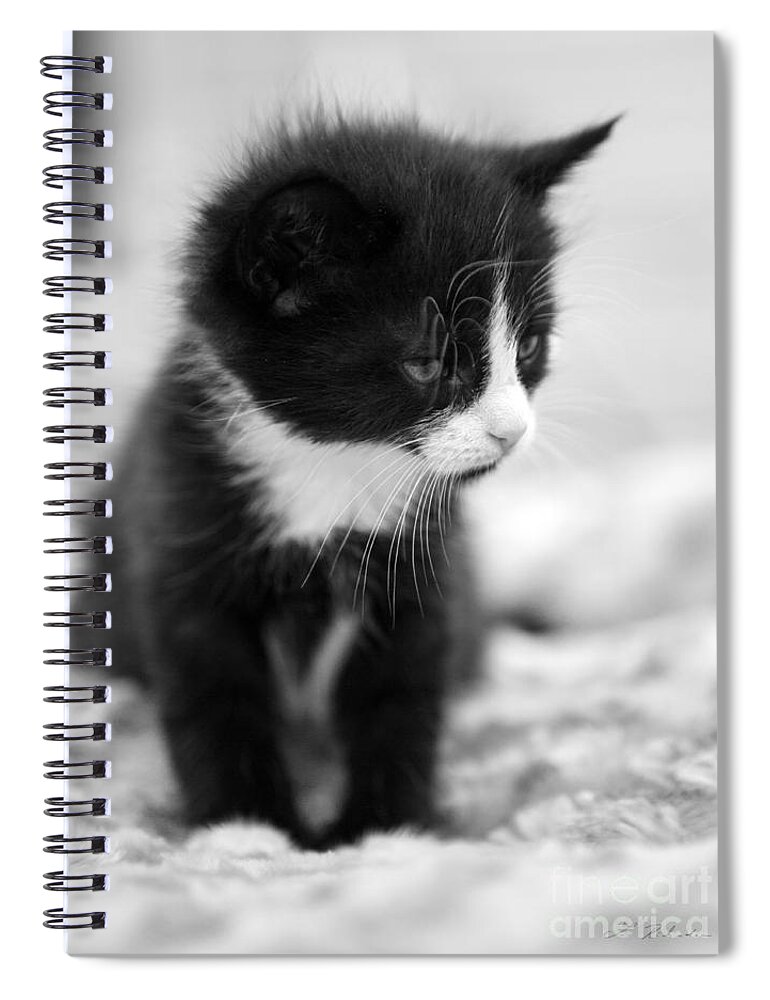 Iris Holzer Richardson Spiral Notebook featuring the photograph Tired Kitten by Iris Richardson