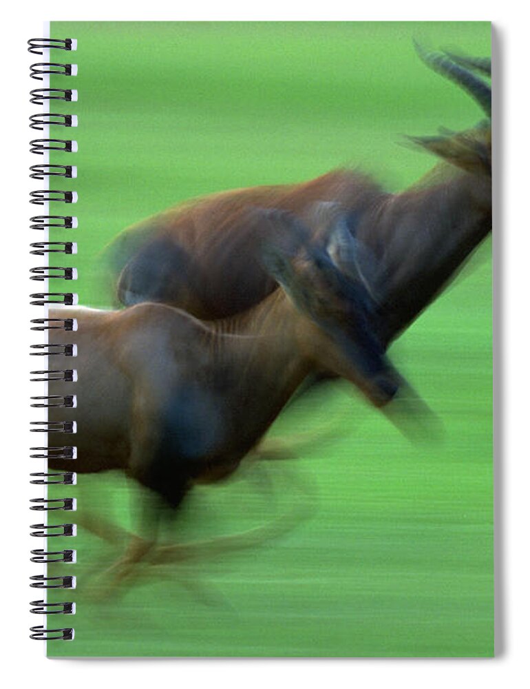 Kawaii Animal A5 Spiral Notebooks