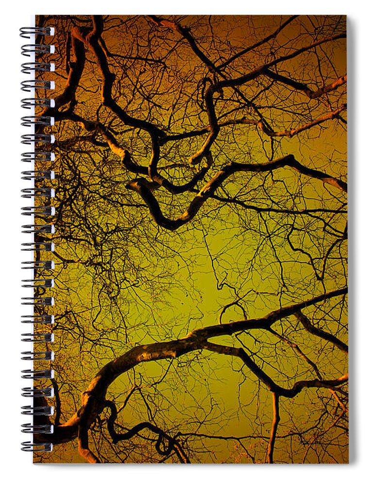 Autumn Spiral Notebook featuring the photograph Tree at night by Steve Ball