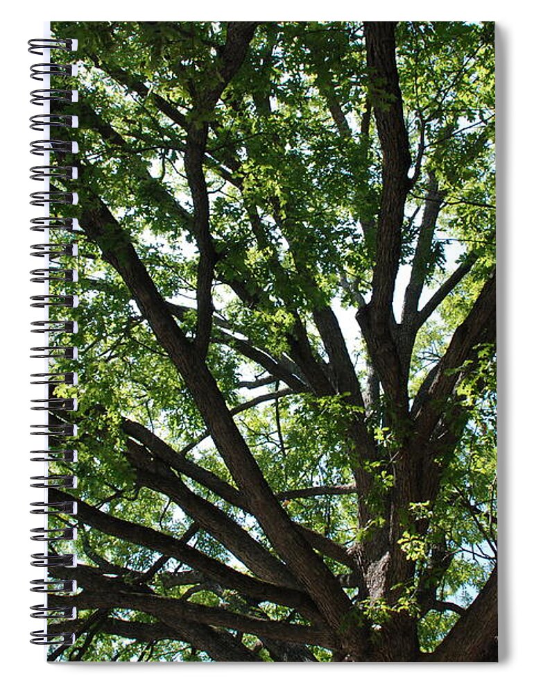 Tree Spiral Notebook featuring the photograph Tree Canopy by Kenny Glover