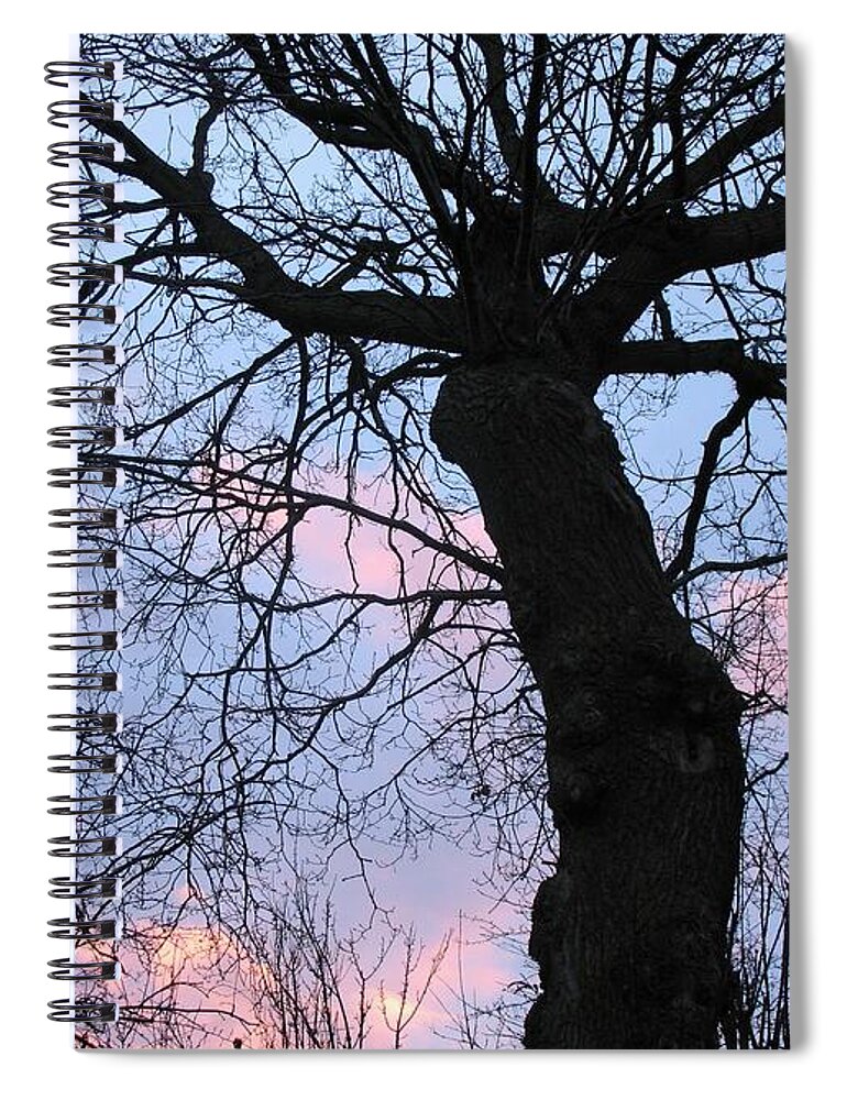 Nature Spiral Notebook featuring the photograph Tree Ent at Sunset by Charmaine Zoe