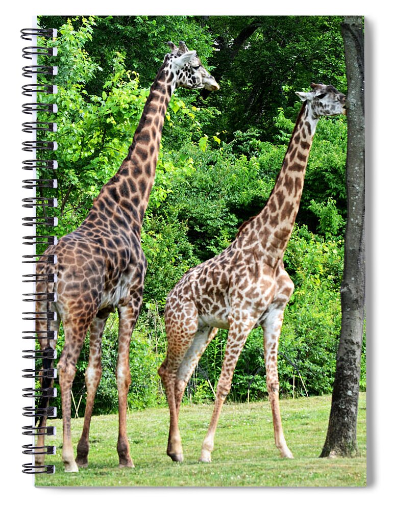 Giraffe Spiral Notebook featuring the photograph Tree Envy by Ally White