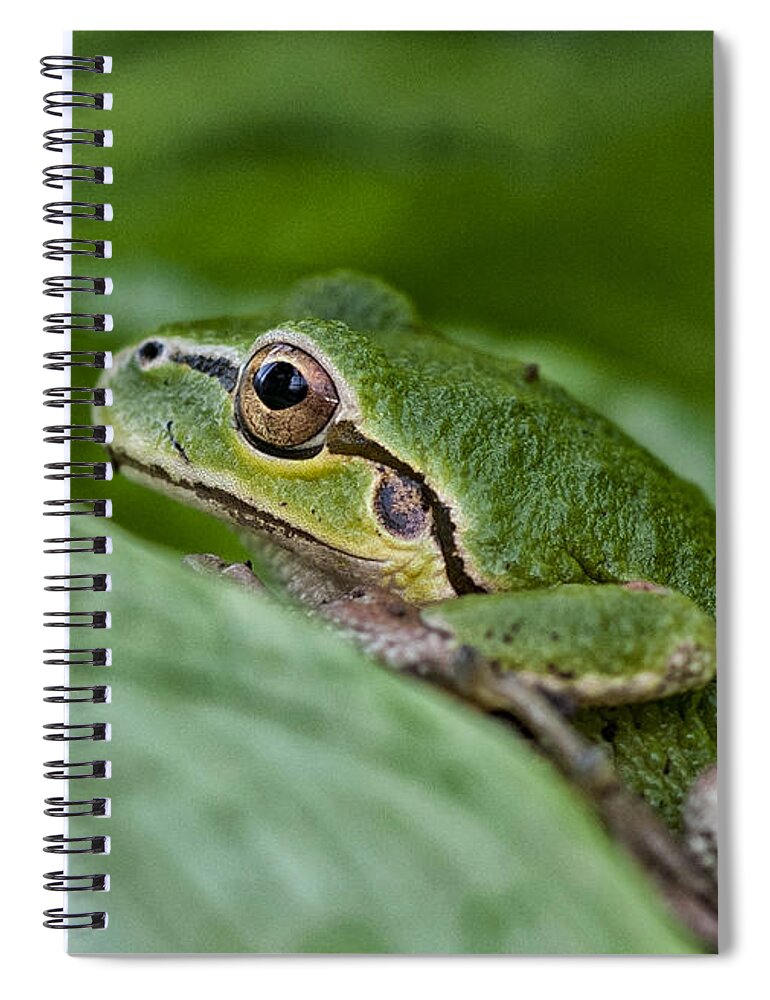 Betty Depee Spiral Notebook featuring the photograph Tree Frog by Betty Depee