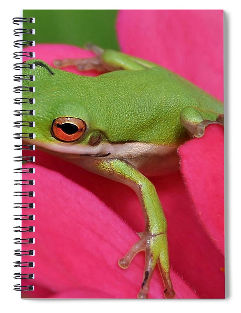 Frog Spiral Notebook featuring the photograph Tree Frog On A Pink Flower by Kathy Baccari