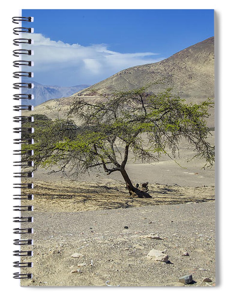 Tree Spiral Notebook featuring the photograph Tree in desert by Patricia Hofmeester