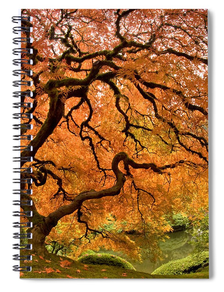 Tree Of Life Spiral Notebook featuring the photograph Tree of Life by Lori Grimmett
