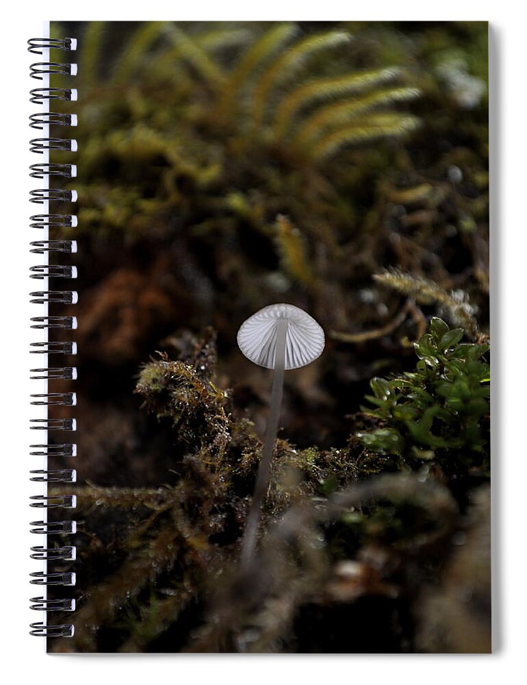 Tiny Spiral Notebook featuring the photograph Tree 'Shroom by Cathy Mahnke