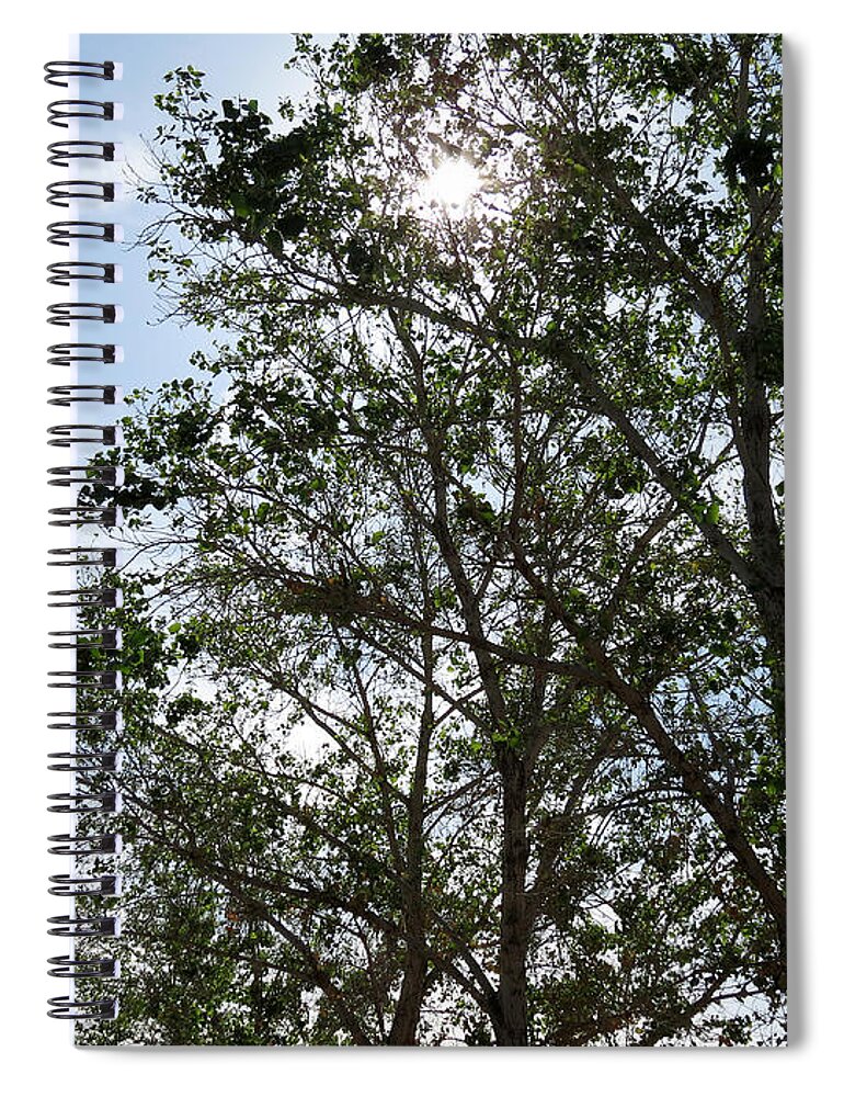 Nature Spiral Notebook featuring the photograph Trees at the Park #1 by Laurel Powell