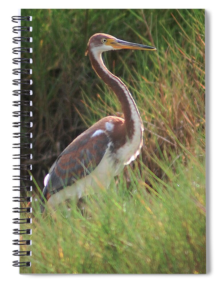 Tri-color Heron Spiral Notebook featuring the photograph Tri-Color Heron by Leticia Latocki