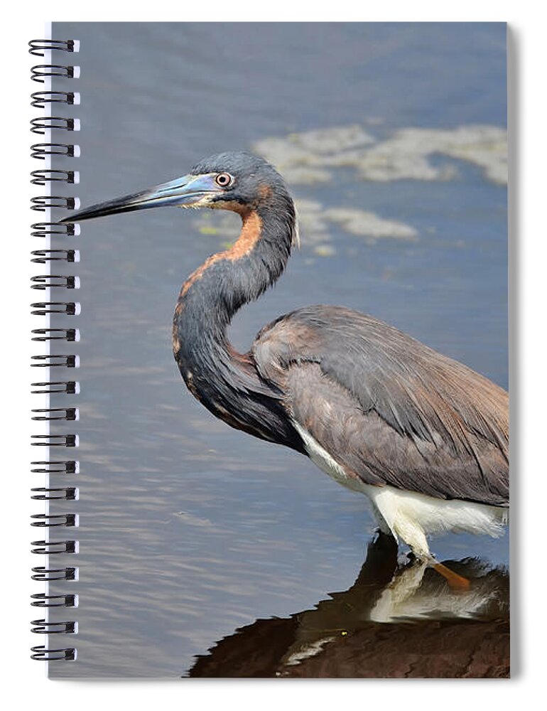 Heron Spiral Notebook featuring the photograph Tri Colored Heron by Kathy Baccari