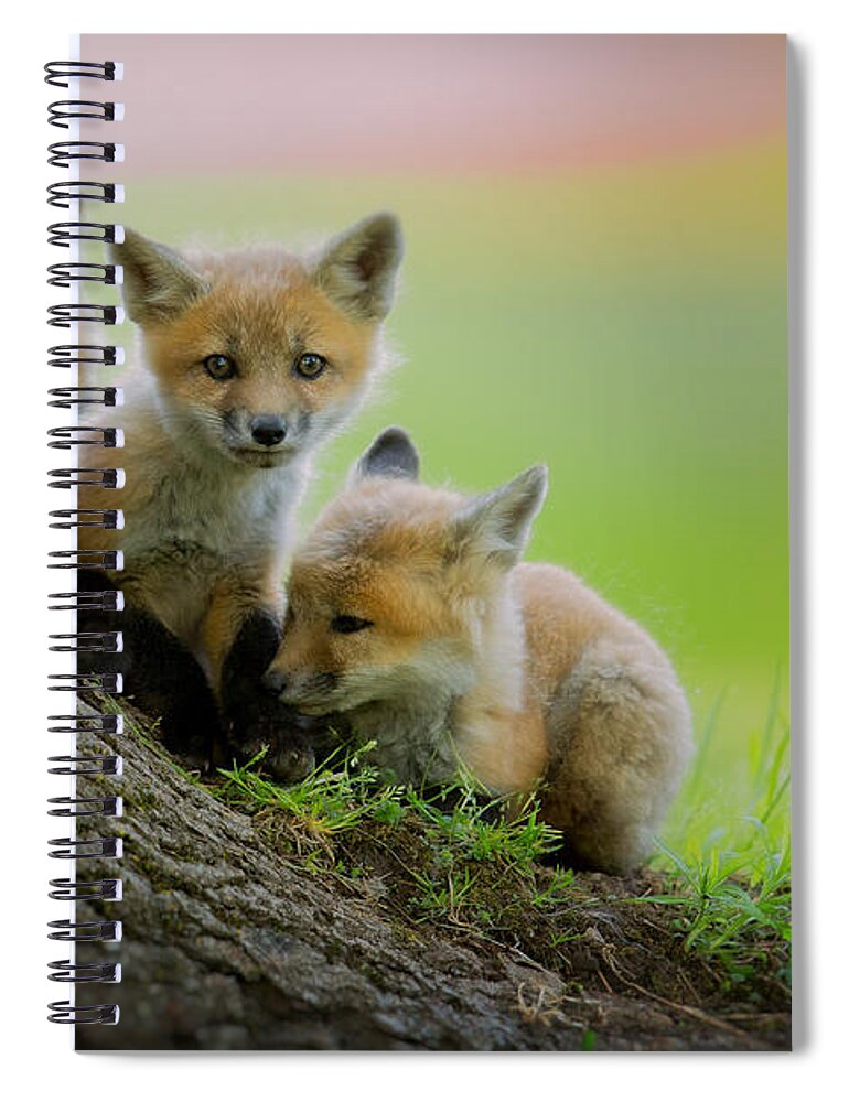 Fox Spiral Notebook featuring the photograph Trio of fox kits by Everet Regal