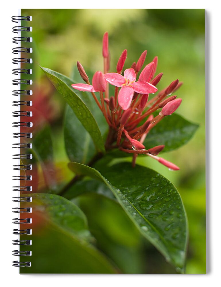 Ornaments Spiral Notebook featuring the photograph Tropical Flowers in Singapore by Miguel Winterpacht