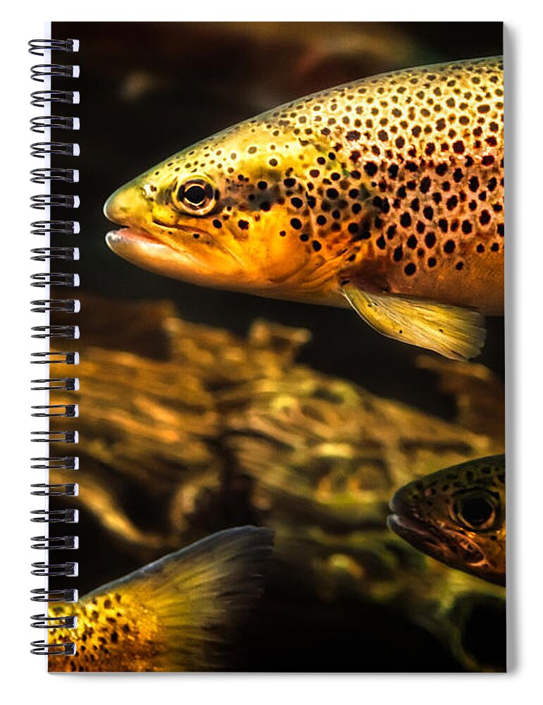 Trout Spiral Notebook featuring the photograph Trout swimming in a River by Bob Orsillo