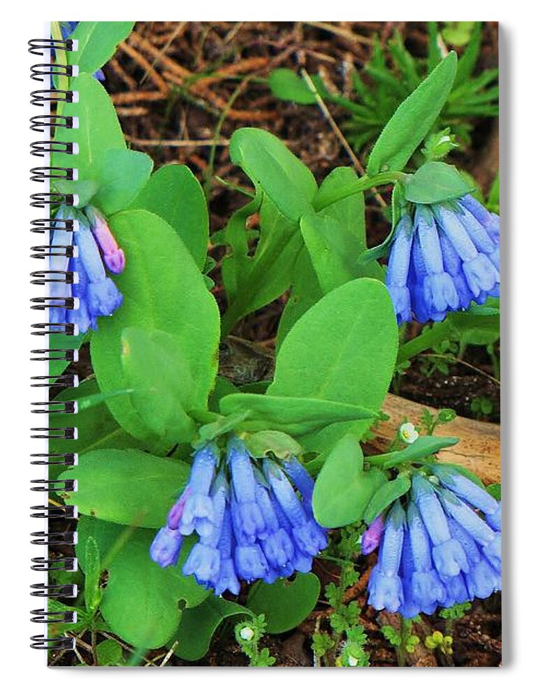 Trumpet Lungwort Spiral Notebook featuring the photograph Trumpet Lungwort by Michele Penner