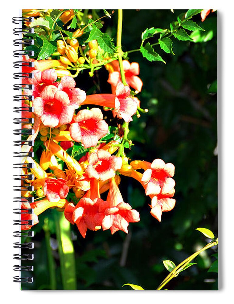 Botanical Spiral Notebook featuring the photograph Trumpet Vine by Linda Cox