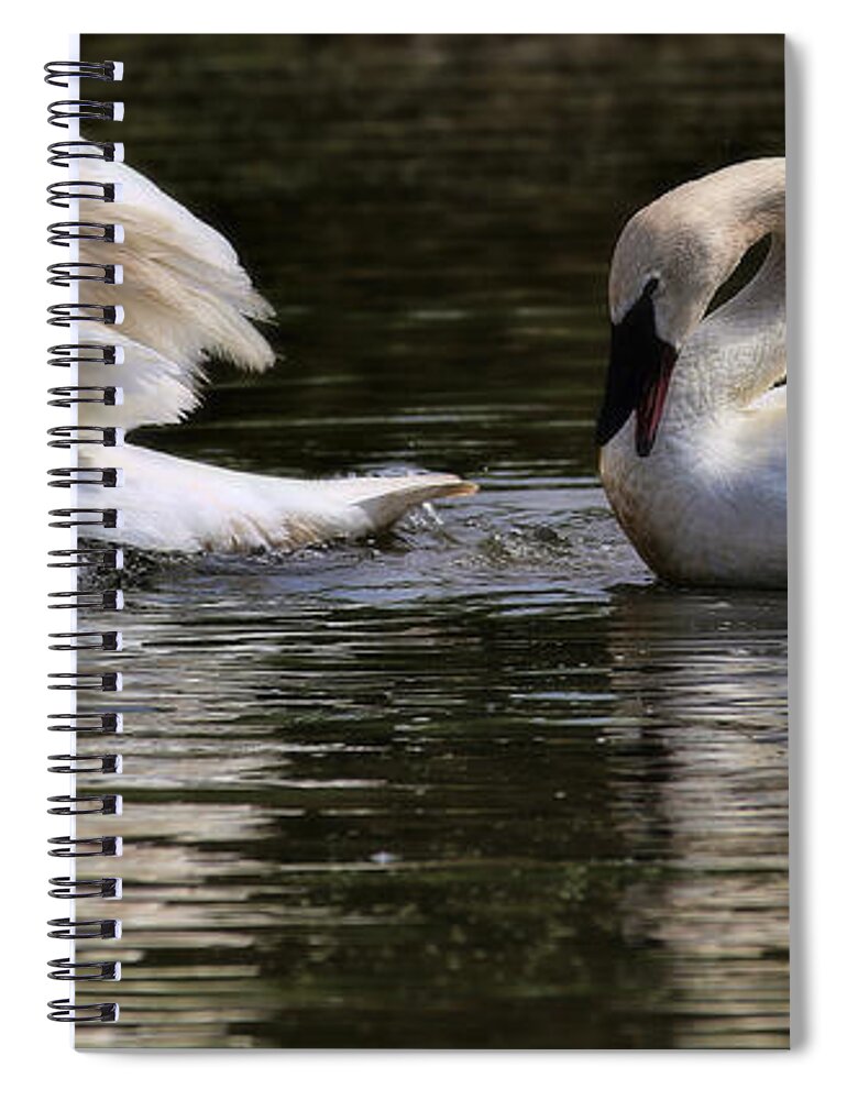 Trumpeter Swans Spiral Notebook featuring the photograph Trumpeter Song by Elizabeth Winter