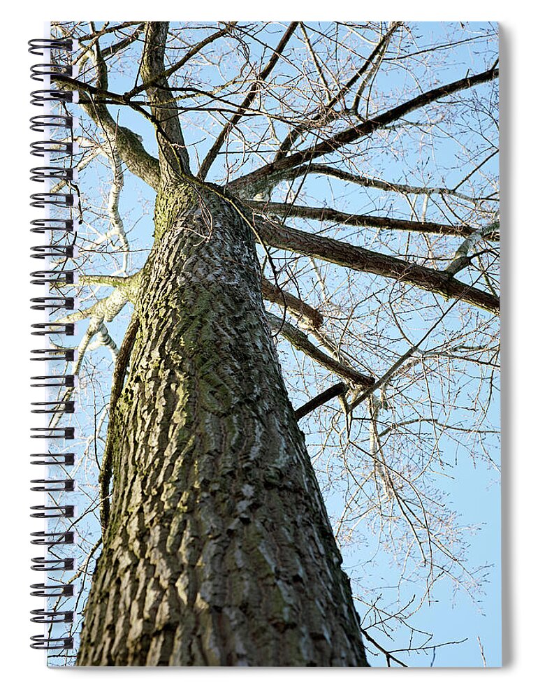 Scenics Spiral Notebook featuring the photograph Trunk And Top Op Poplar Tree by Roel Meijer