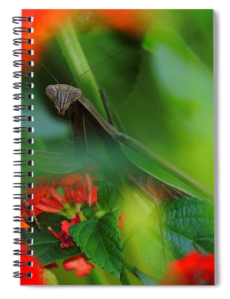 Trying To Hide Praying Mantis Spiral Notebook featuring the photograph Trying to Hide Praying Mantis by Raymond Salani III