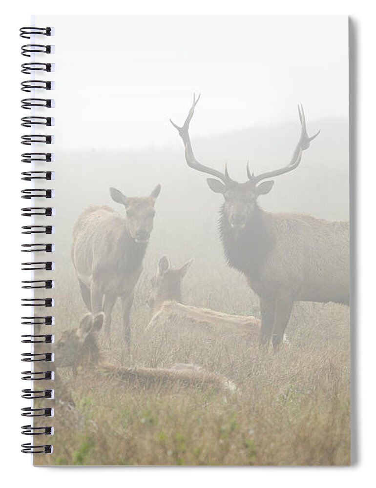 Feb0514 Spiral Notebook featuring the photograph Tule Elk Bull And Harem In Fog Point by Sebastian Kennerknecht