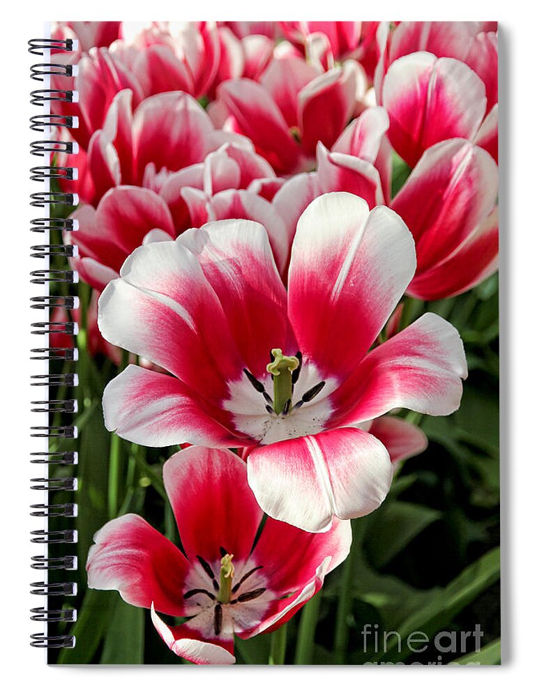 Tulip Spiral Notebook featuring the photograph Tulip Annemarie by Jasna Buncic