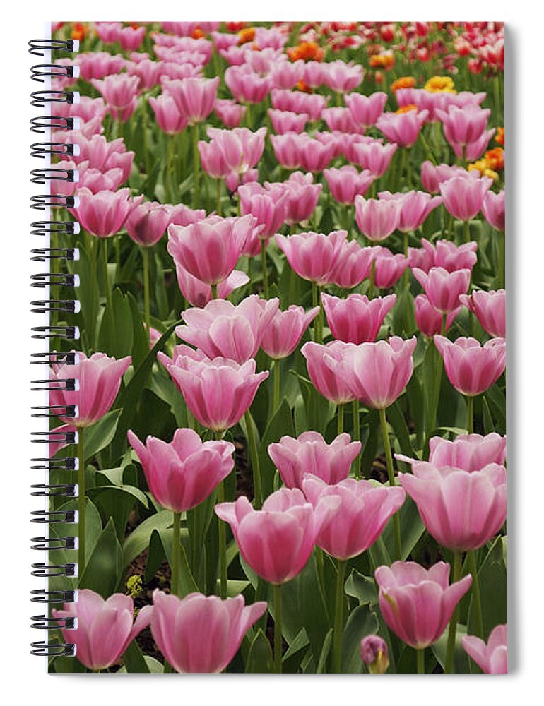 Feb0514 Spiral Notebook featuring the photograph Tulip Flower Garden Japan by Hiroya Minakuchi