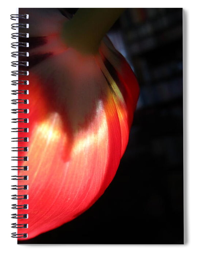 Flowers Spiral Notebook featuring the photograph Tulip Mania 5 by Rosita Larsson
