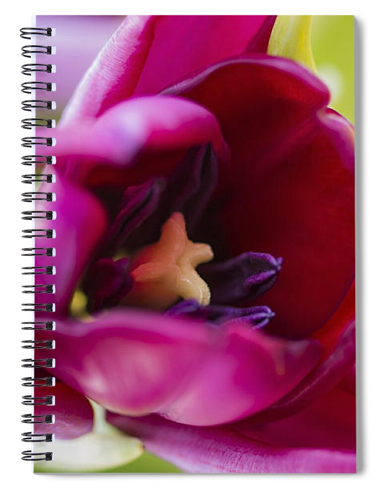 Flora Spiral Notebook featuring the photograph Tulip by Paulo Goncalves