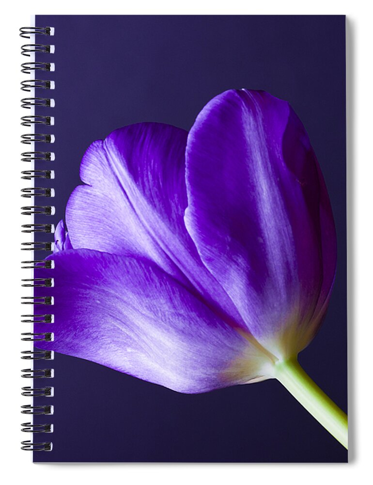 Blossom Spiral Notebook featuring the photograph Tulips Bloom As They Are Told by Christi Kraft