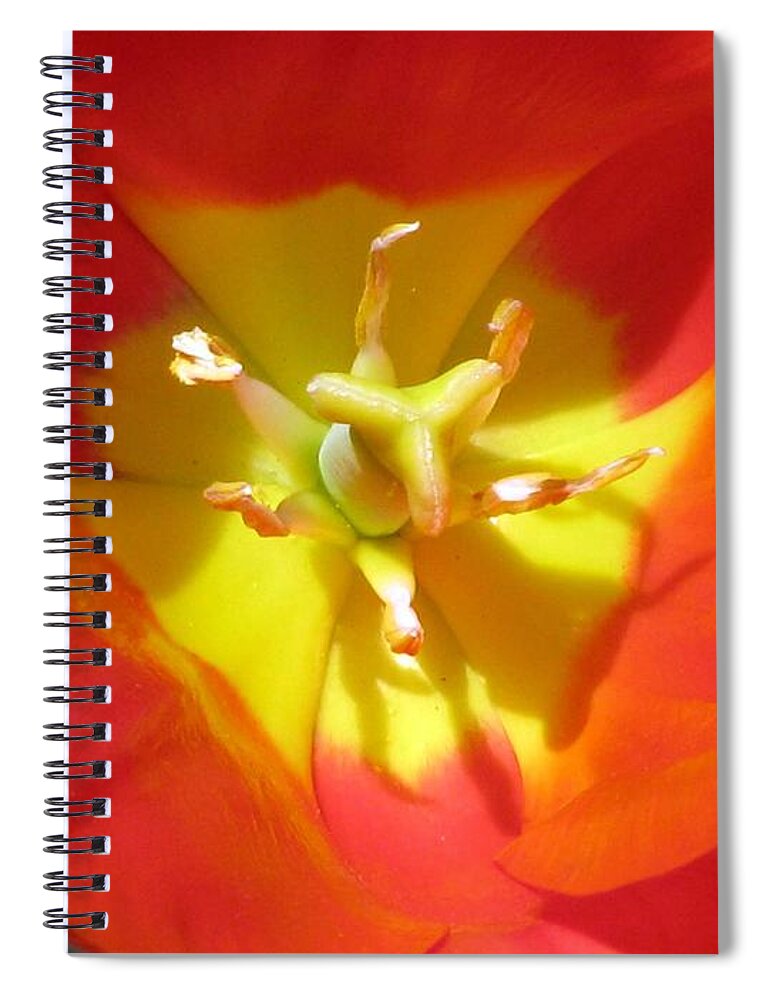 Tulip Spiral Notebook featuring the photograph Tulips - Enthusiasm 04 by Pamela Critchlow