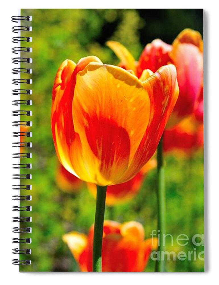 Tulips Spiral Notebook featuring the photograph Tulips by Joe Ng