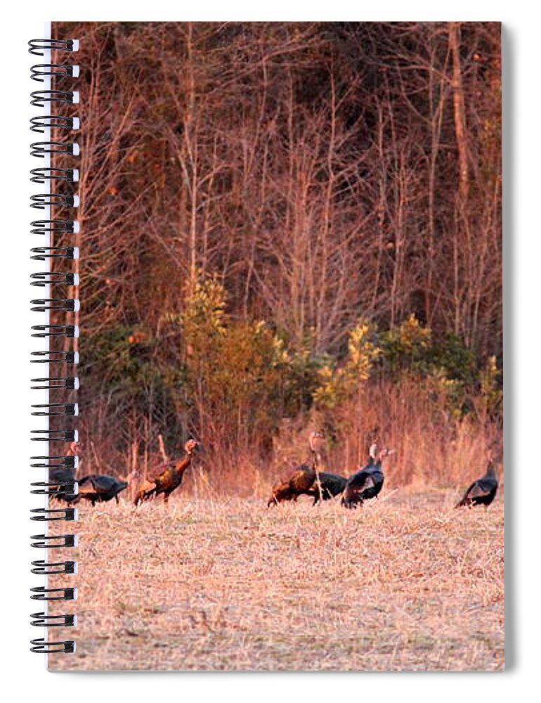 Longbeards Spiral Notebook featuring the photograph 8964 - Turkey - Eastern Wild Turkey by Travis Truelove