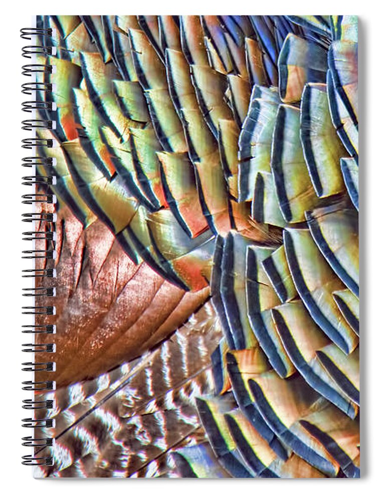 Turkey Feather Colors by Gary Beeler