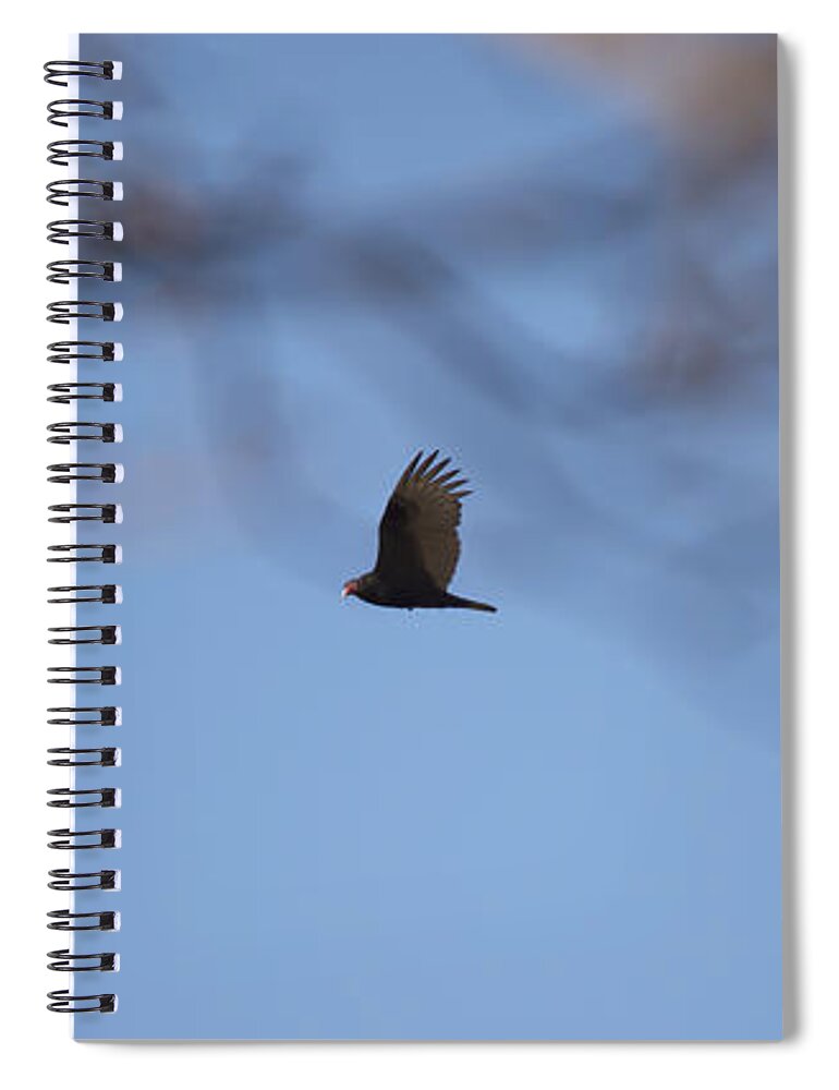 Turkey Vulture Spiral Notebook featuring the photograph Turkey Vulture in Flight by Tracy Winter