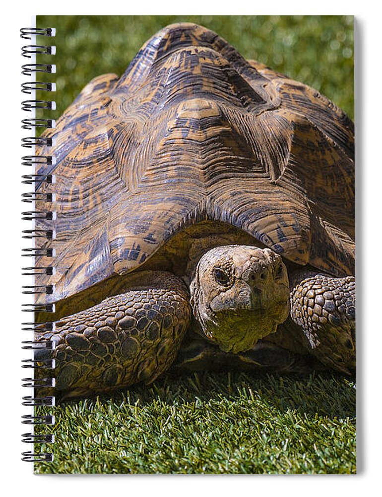 Turtle Spiral Notebook featuring the photograph Turtle by Garry Gay