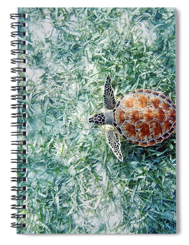 Animal Art Spiral Notebook featuring the photograph Turtle Underwater Scene by M Swiet Productions