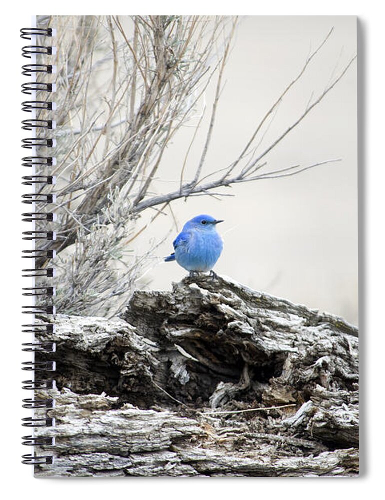 Mountain Bluebirds Spiral Notebook featuring the photograph Twice as Happy by Deby Dixon