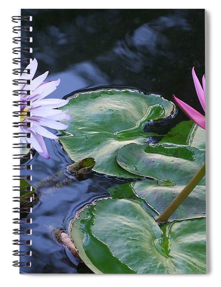 Water Lily Spiral Notebook featuring the photograph Two Beauties by Mary Deal